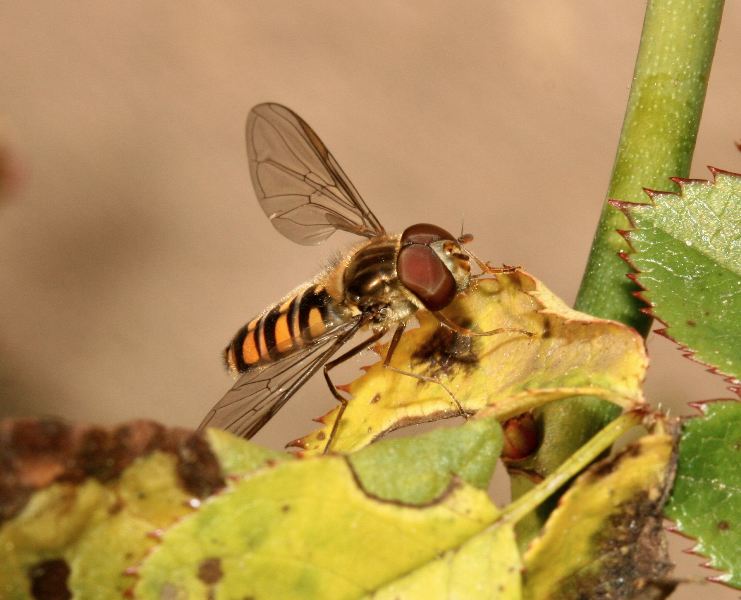 un due e tre...e l''afide pi non c'':Episyrphus balteatus